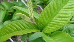 జామ ఆకు నెల రోజులు తింటే జరిగే అద్భుతం ఏంటో తెలుసా.. 