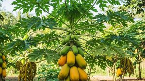 బొప్పాయి ఆకుల్లో ఉన్న ఈ అద్భుత శక్తులు మీకు తెలుసా?..చెట్టుకు దండేసి మొక్కుతారు!