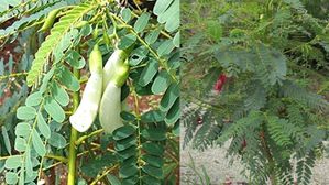 ఋషులు వాడిన రహస్య వనమూలిక..అగస్త్య చెట్టు ప్రయోజనాలు తెలిస్తే ఆశ్చర్యపోవాల్సిందే