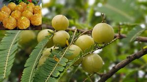 చలికాలపు హెల్త్ టానిక్..ఉసిరి లడ్డు ప్రయోజనాలు తెలిస్తే వదిలిపెట్టరు