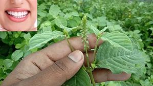 పిచ్చి మొక్క అనుకుంటే పొరపాటే..ఇది దంతాలకు సంజీవని!