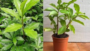 షుగర్ పేషెంట్లకు శుభవార్త..ఇన్సులిన్ మొక్క ప్రయోజనాలు తెలిస్తే ఆశ్చర్యపోవాల్సిందే