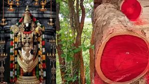 శ్రీనివాసుని రక్తపు చుక్కలే..శేషాచలం ఎర్రచందనం!..రెడ్ గోల్డ్ కథ మీకు తెలుసా?