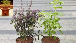 రామ తులసి vs శ్యామ తులసి? ఇంట్లో ఏ మొక్కను నాటడం శుభప్రదం?