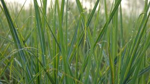 గడ్డి పరక అనుకుంటే పొరపాటే.. గరికలో దాగున్న ఆరోగ్య రహస్యాలివే!