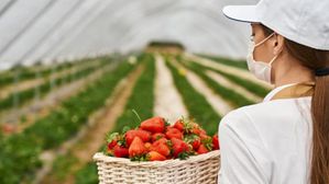 హైదరాబాద్‌ లో స్ట్రాబెర్రీ ఈవెంట్..మీ చేతులతోనే కోసుకుని తినొచ్చు.. పూర్తి వివరాలు మీకోసం!