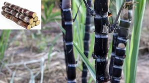 చెరకు గడను నమిలి తింటే అద్భుత ఆరోగ్య ప్రయోజనాలు..డాక్టర్ చెబుతుందిదే!