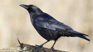 కలల్లో కాకులు కనిపించడం: పితృ దేవతల సందేశాలు, భారతీయ సంప్రదాయాలు