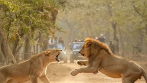 మగ సింహాన్ని ధైర్యంగా ఎదుర్కొన్న ఆడ సింహం..అరుదైన వైరల్ వీడియో..కలలో సింహం కనిపిస్తే..!