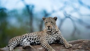 గోవా విషాదం రేపిన ఆందోళన.. కలలో చిరుతపులి కనిపిస్తే ఆపదా? లేక హెచ్చరికా?