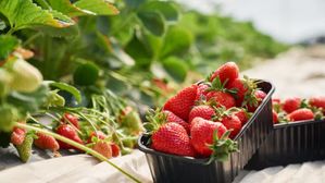 నిగనిగలాడే ఎర్రటి స్ట్రాబెర్రీలను మీ చేతులతో కోసి తినాలని ఉందా? అయితే ఈ ప్రదేశాలకు వెళ్లాల్సిందే!