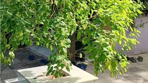తులసి మొక్క ఇలా మారితే అశుభానికి సంకేతమా.. వాస్తు నిపుణులు ఏం చెబుతున్నారంటే.!