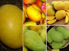 (ছবি) অন্ধ্র থেকে বঙ্গ আমের কতই না রঙ্গ!