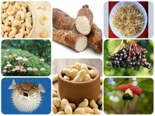 (ছবি) বিশ্বের ১০টি বিপজ্জনক খাবার!