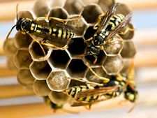 (ছবি) বোলতাকে ঘরোয়া উপায়ে কীভাবে দেবেন বাজিমাত? 