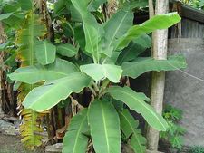 ত্বকের চর্চায় স্বাস্থ্যকর পাতা