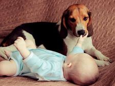 কুকুর এবং নবজাতককে একসঙ্গে সামলাবেন কীভাবে!