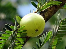 আমলা রসে মধু মেশালে কি হতে পারে জানেন?