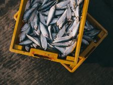 সামদ্রিক মাছ বেশ খেলেই কিন্তু...!