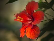 জবা ফুলের চা না খেলে খেল খতম!