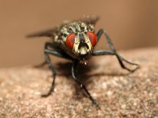 একটা মাছিও যেন আপনার ধারে কাছে ঘেঁষতে না পারে! না হলে কিন্তু...!