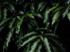 আমের পাতা যদি খেতে পারেন তাহলে কত উপকার মেলে জানেন? 