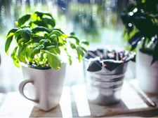 তুলসি পাতা চিবোলে কি হতে পারা জানা আছে? 