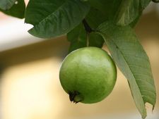 পেয়ারা পাতা দিয়ে বানানো চা খাওয়া জরুরি কেন জানেন? 