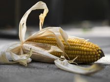 রাস্তার দেকান থেকে ভুট্টা খেলেই খেল খতম!