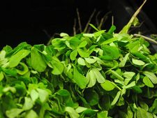 মেথি পাতা কি আদৌ স্বাস্থ্যকর খাবার? 