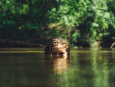 নিয়মিত সাঁতার কাটা উচিত কি? 