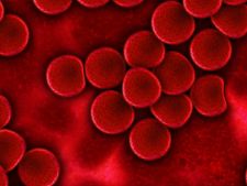 এই খাবারগুলি খেলে রক্তে কখনও বাড়বে না খারাপ কোলেস্টেরলের মাত্রা!  