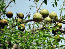 নিয়মিত বেলের শরবত খাওয়া উচিত কেন জানেন? 