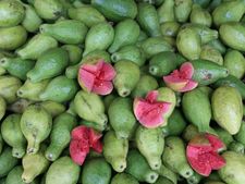 রোজ একটা করে পেয়ারা খাওয়া মাস্ট! কেন জানেন?