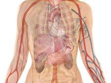 সাবধান: কিডনি খারাপ হলে কমবে আপনার আয়ুও!