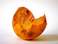 নিয়মিত পেঁয়াজের খোসা খেলে কত উপকার পেতে পারেন জানেন? 