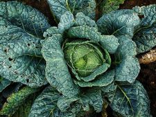 নিয়মিত বাঁধাকোপি খেলে কি হতে পারে জানা আছে? 