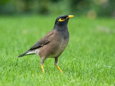 সকাল সকাল এক শালিক দেখা কি আদৌ অশুভ?