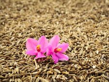 নিয়মিত জিরা খেলে কী কী উপকার মিলতে পারে জানেন?