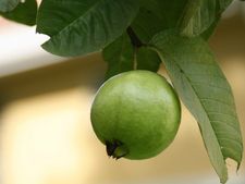 এক সপ্তাহের মধ্যে অপরূপ সুন্দরী হয়ে উঠতে চান? খাওয়া শুরু করুন পেয়ারা! 