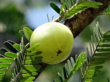 ফর্সা ত্বক পেতে আমলকির রসকে কীভাবে কাজে লাগানো যেতে পারে সে বিষয়ে জানা আছে?