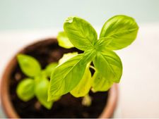 নিয়মিত ধূপ-ধুনো দিয়ে তুলসি গাছের পুজো করলে কী কী উপকার পাওয়া যায় জানা আছে? 