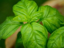 নিয়মিত তুলসি পাতা খেলে কি হতে পারে জানেন? 