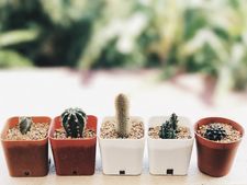 কোনও খারাপ ঘটনা ঘটুক এমনটা যদি না চান তাহলে ভুলেও এই গাছগুলি বাড়িতে এনে রাখবেন না!