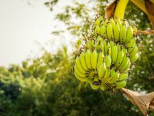 কাঁচা কলা খাওয়া কি সত্যিই উচিত? 