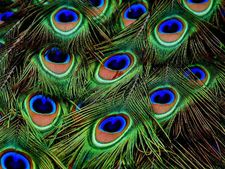 বাড়িতে ময়ূরের পালক রাখলে কত ভাল ভাল ঘটনা ঘটে জানেন?