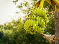 প্রতি বৃহষ্পতিবার কলা গাছের পুজো করলে কী কী উপকার পাওয়া যায় জানা আছে? 