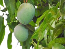 নিয়মিত আম পাতা খাওয়া শুরু করলে কী কী উপকার পাওয়া যায় জানা আছে?