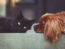 রাশি অনুযায়ী বাড়িতে পোষ্য না আনলে কিন্তু বেজায় বিপদ! 