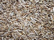 প্রতিদিন ৩ চামচ করে জিরা খেলে দেখবেন ওজন কমবে তরতরিয়ে!